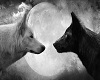 Wolf #12