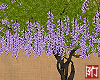 BN| Real Wisteria
