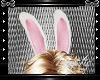 Animated Bunny Ears*Pink