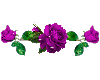 4 purple roses2