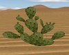 Prickly Cactus Plant