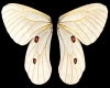 *P*Butterfly Wings