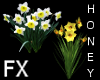 *h* Daffodil FX