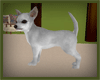 White Chihuahua Dog