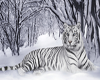 (KD) White tiger hanging
