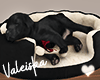 VK~Sleeping Puppy
