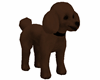 PET Chocolate Poodle