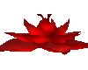 Red Lotus Flower