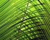 green dress bamboo print