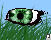 [Cloud] Forest Eyes