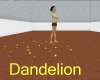 Dandelion Field