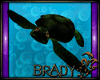 [B]green sea turtle