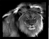 {CB}Safari king
