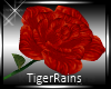 ~TR~ Single Red Rose