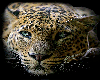 Cheetah !