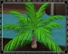 [MB] Tropical Plant
