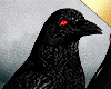✶King Crow Pet