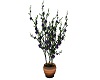 Dark Purple Plant
