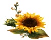 *M* Sunflower