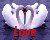 Love Swans