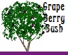 Grape Berry Bush