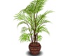 Country/South West Fern