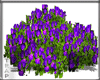 Purple Rose Hedge