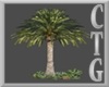 CTG  BEL AIR PALM TREE
