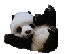 Cute Baby Panda 2