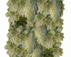 Wall plants