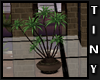 *T Dreams Potted Plant