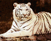 animated white tigershow
