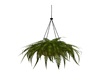 Hanging Fern Plant
