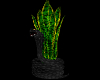 Snake plant Lust 4 Life