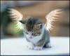 *Chee: Angel kitty