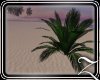 ~Z~Almost Beach Plant