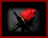 LG *Valentines Rose*