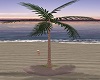 Sunset Beach Palm Tree 3