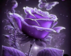 dark  purple rose