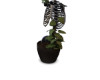 Witch Plants Skeletonn