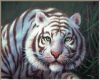 Black and white Tiger