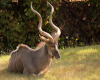Kudu
