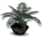 Black potted plant