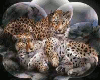 LEOPARD PICTURE FRAME