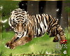 zZ  Tiger Pet