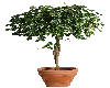 (DC)Potted Ficus tree