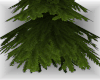 Fir Pine Tree