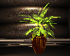 club plant leaves