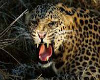 leopard  pose pillow