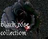 couch for black rose